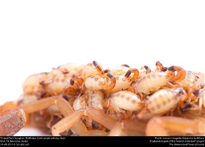 Striped Bark Scorpion  (Buthidae, Centruroides vittatus (Say))
USA, TX, Travis Co.: Austin
29.VIII.2017 A. Schultz coll.






This image was created as part of the Insects Unlocked project at the Uni