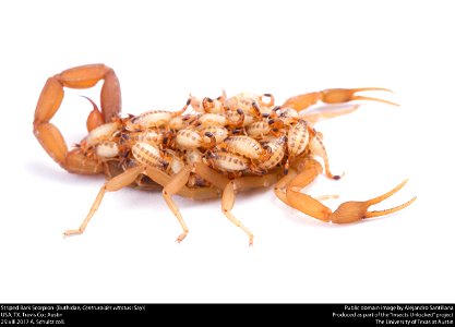 Striped Bark Scorpion  (Buthidae, Centruroides vittatus (Say))
USA, TX, Travis Co.: Austin
29.VIII.2017 A. Schultz coll.






This image was created as part of the Insects Unlocked project at the Uni