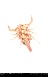 Striped Bark Scorpion  (Buthidae, Centruroides vittatus (Say))
USA, TX, Travis Co.: Austin
29.VIII.2017 A. Schultz coll.






This image was created as part of the Insects Unlocked project at the Uni