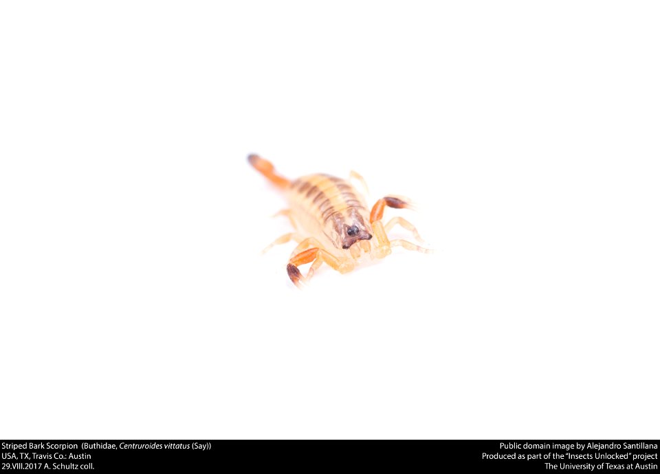 Striped Bark Scorpion  (Buthidae, Centruroides vittatus (Say))
USA, TX, Travis Co.: Austin
29.VIII.2017 A. Schultz coll.






This image was created as part of the Insects Unlocked project at the Uni