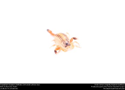 Striped Bark Scorpion  (Buthidae, Centruroides vittatus (Say))
USA, TX, Travis Co.: Austin
29.VIII.2017 A. Schultz coll.






This image was created as part of the Insects Unlocked project at the Uni