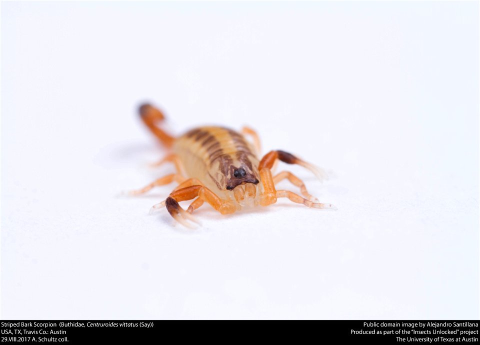 Striped Bark Scorpion  (Buthidae, Centruroides vittatus (Say))
USA, TX, Travis Co.: Austin
29.VIII.2017 A. Schultz coll.






This image was created as part of the Insects Unlocked project at the Uni