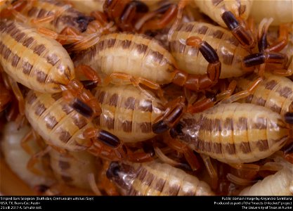 Striped Bark Scorpion  (Buthidae, Centruroides vittatus (Say))
USA, TX, Travis Co.: Austin
29.VIII.2017 A. Schultz coll.






This image was created as part of the Insects Unlocked project at the Uni