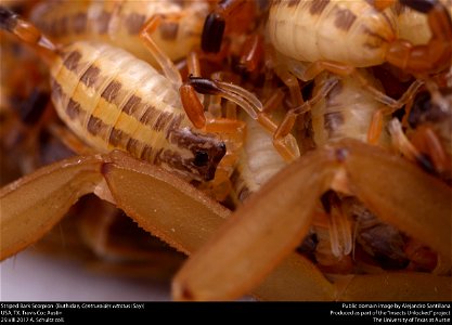 Striped Bark Scorpion  (Buthidae, Centruroides vittatus (Say))
USA, TX, Travis Co.: Austin
29.VIII.2017 A. Schultz coll.






This image was created as part of the Insects Unlocked project at the Uni