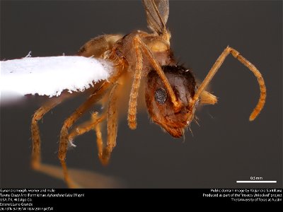 Gynandromorph, worker and maleTawny Crazy Ant (Formicinae, Nylanderia fulva (Mayr)) USA, TX, Hidalgo Co. Estero LLano Grande 26.13°N 97.95°W 18.iv.2017 pitfall This image was created as part of photo