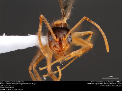 Gynandromorph, worker and maleTawny Crazy Ant (Formicinae, Nylanderia fulva (Mayr)) USA, TX, Hidalgo Co. Estero LLano Grande 26.13°N 97.95°W 18.iv.2017 pitfall This image was created as part of photo