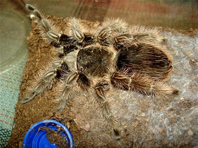 Brachypelma albopilosum photo