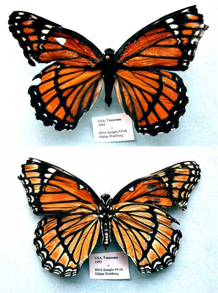 UNITED STATES OF AMERICA.   Tennessee,   Exemplar,  <a href="http://nymphalidae.utu.fi/story.php?code=NW93-16" rel="nofollow">see in our database</a>