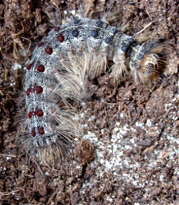 Caterpillar photo