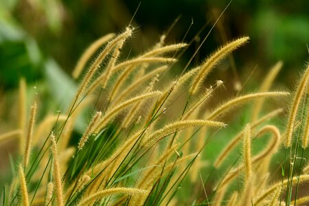 Grass flora outdoors