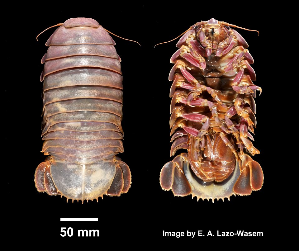 PRESERVED_SPECIMEN; ; frozen->70% alc.; Det. by: Eric A. Lazo-Wasem 2014; recent gallery; IZ number 71595; lot count 1; 2014-08-01T00:00:00Z
