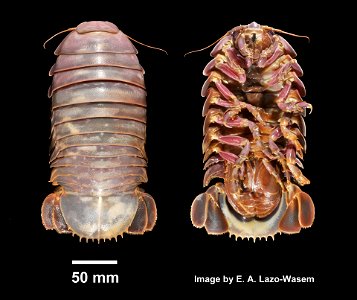 PRESERVED_SPECIMEN; ; frozen->70% alc.; Det. by: Eric A. Lazo-Wasem 2014; recent gallery; IZ number 71595; lot count 1; 2014-08-01T00:00:00Z