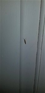 Diamondback Moth (Plutella xylostella)