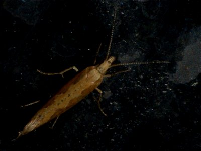 Diamondback Moth (Plutella xylostella)