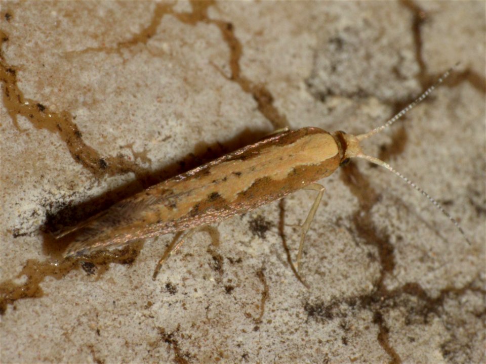 Diamondback Moth (Plutella xylostella)