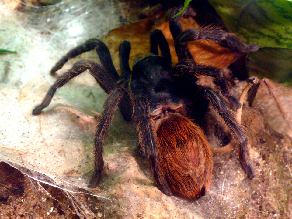 Greenbottle blue tarantula (Chromatopelma cyaneopubescens)