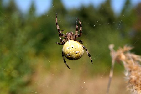Vierfleckige Kreuzspinne (Araneus quadratus)
