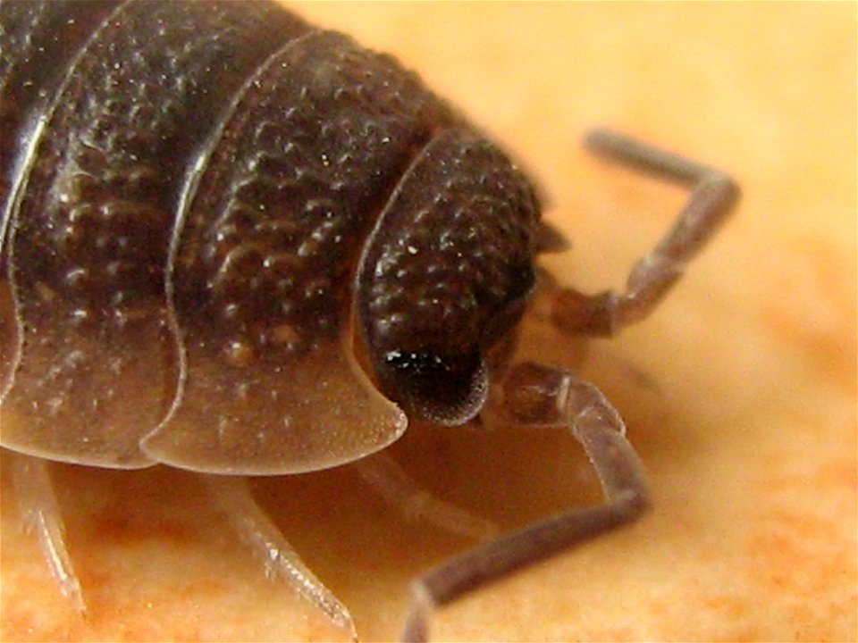 Die Kellerassel Porcellio scaber (Graal Müritz, Landkreis Bad Doberan)