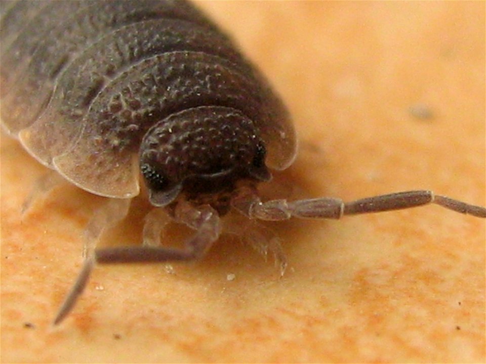Die Kellerassel Porcellio scaber (Graal Müritz, Landkreis Bad Doberan)
