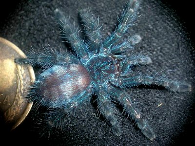 Caribena versicolor, syn. Avicularia versicolor, L3