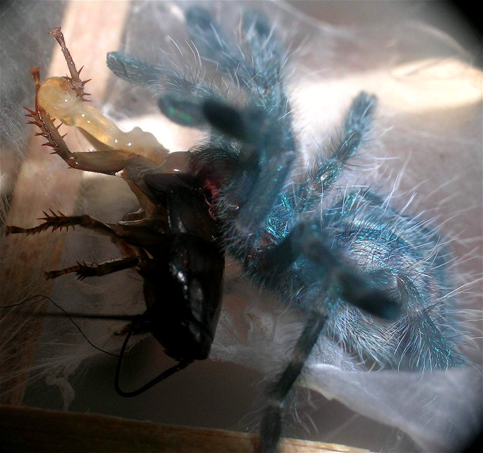 Caribena versicolor, syn. Avicularia versicolor, eating half of a cockroach