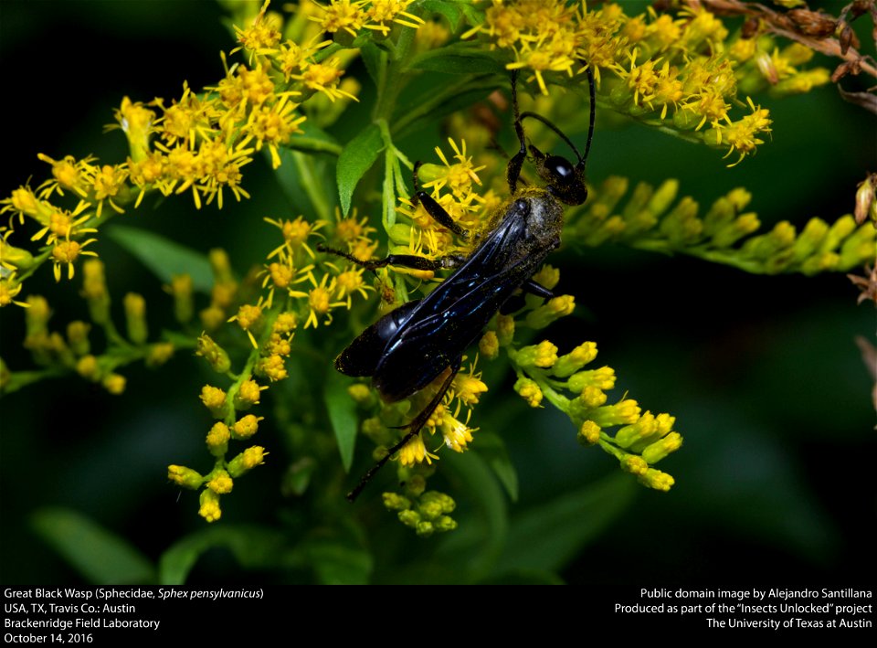 USA, TX, Travis Co.: Austin
Brackenridge Field Laboratory

14-x-2016