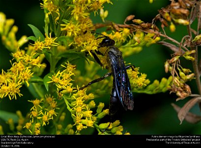 USA, TX, Travis Co.: Austin Brackenridge Field Laboratory 14-x-2016 photo