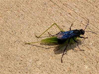 Sphex pensylvanicus a.k.a. The Great Black Wasp Location: Dodge Center, Minnesota, USA photo