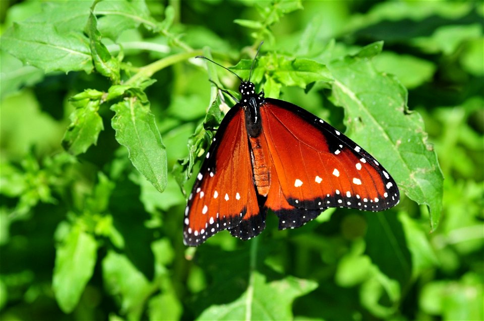 Butterfly from The Living Desert #6