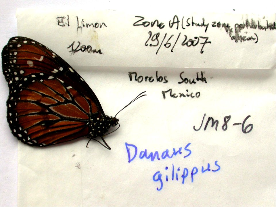 MEXICO.  El Limon Zone A, 1200m, Morelos (south),    <a href="http://nymphalidae.utu.fi/story.php?code=JM8-6" rel="nofollow">see in our database</a>