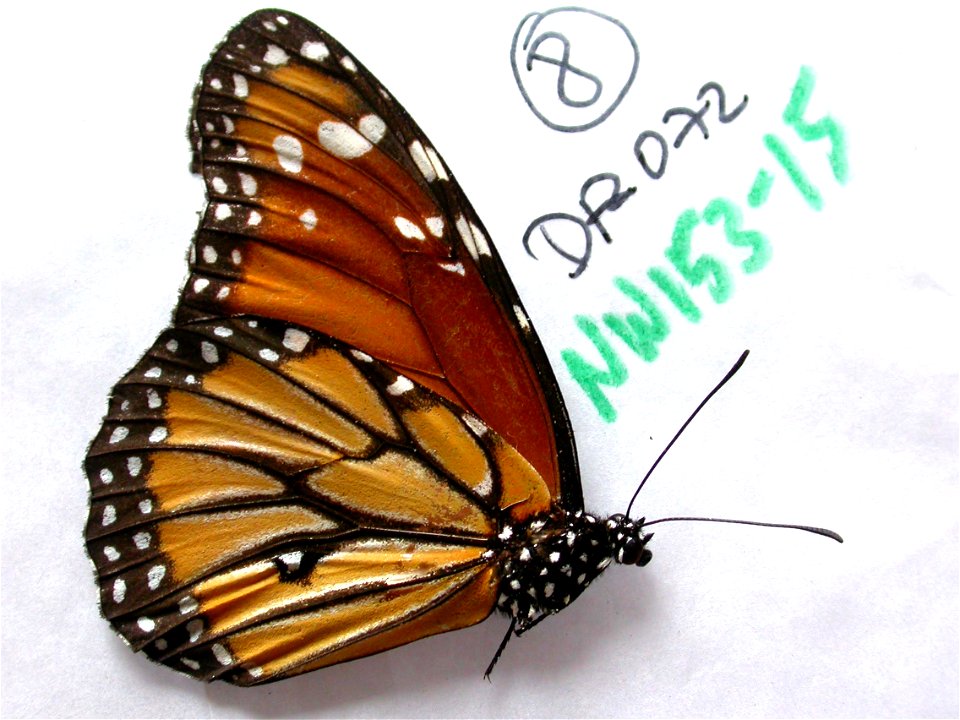 DOMINICAN REPUBLIC.  Azua, Hatillo,   Exemplar,  <a href="http://nymphalidae.utu.fi/story.php?code=NW153-15" rel="nofollow">see in our database</a>