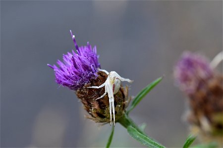 Living Insects on flower. photo