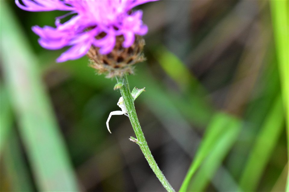 Living Insects on flower.