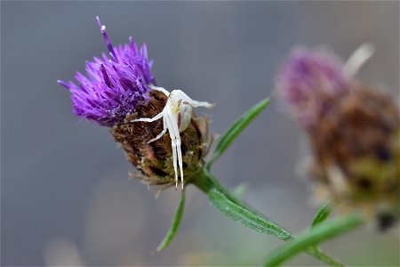 Living Insects on flower. photo
