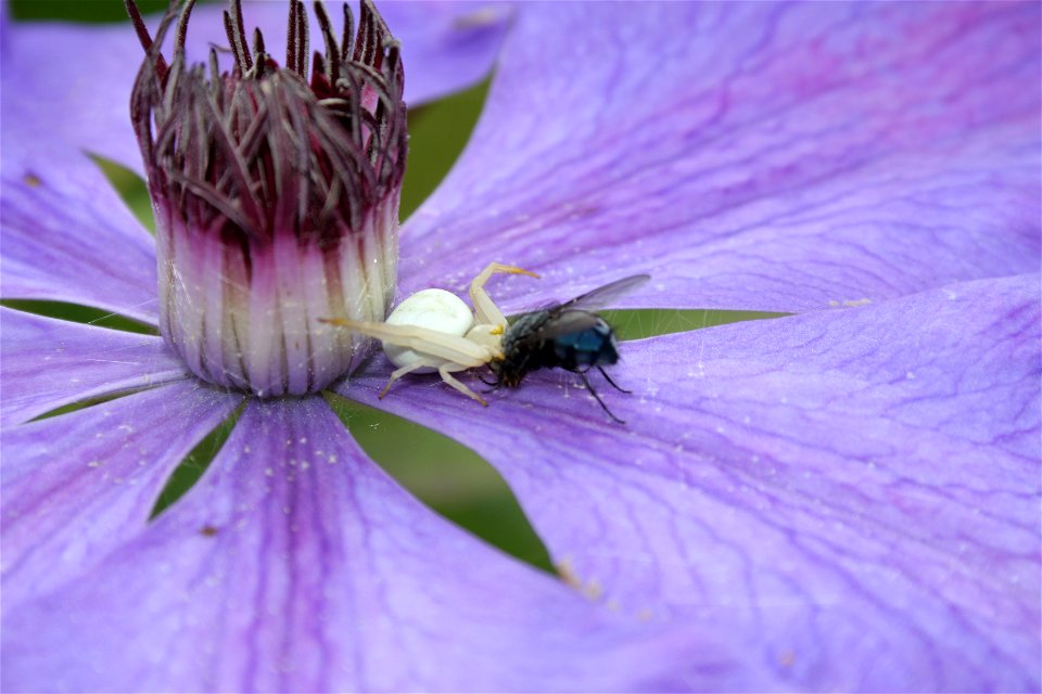 Crab spider (Misumena vatia) with a fly prey on a clematis. Taken in Bergheim near Cologne, Germany.