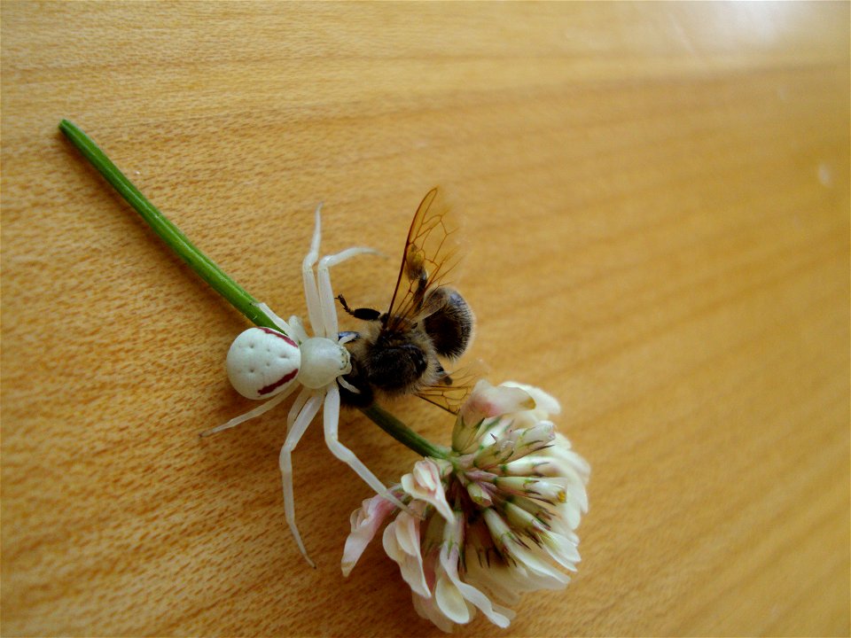 A white, male goldenrod crab spider feeding on a dead honey bee in a clover flower.