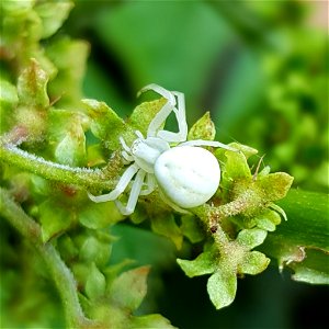 Goldenrod Crab Spider (Misumena vatia)