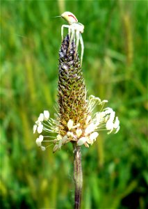 Misumena vatia on Plantago lanceolata (near Maglód)