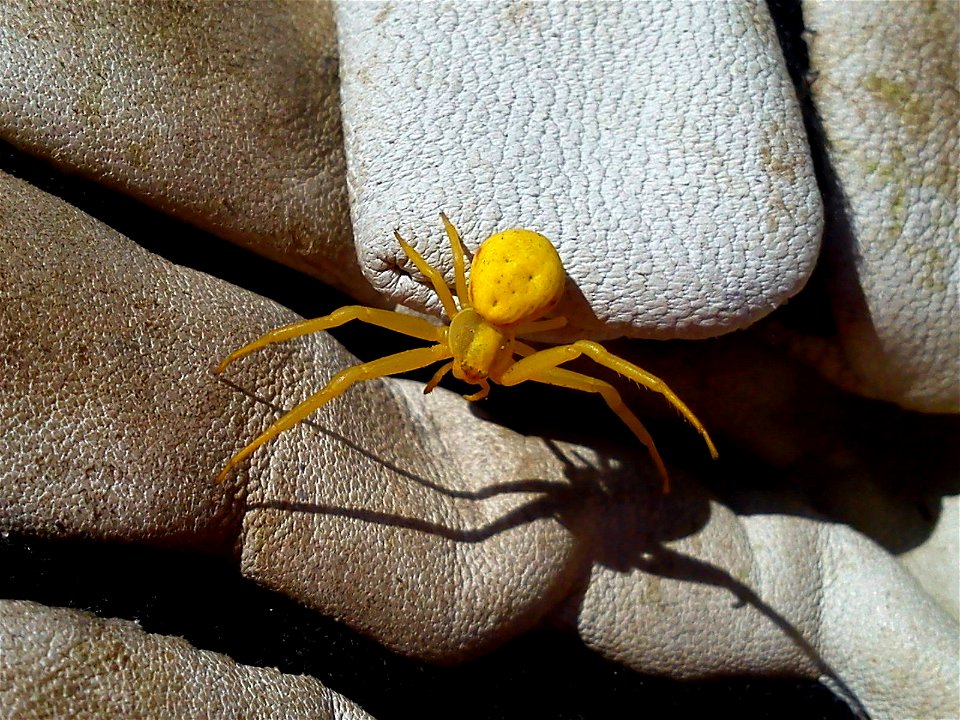A yellow unidentified spider.