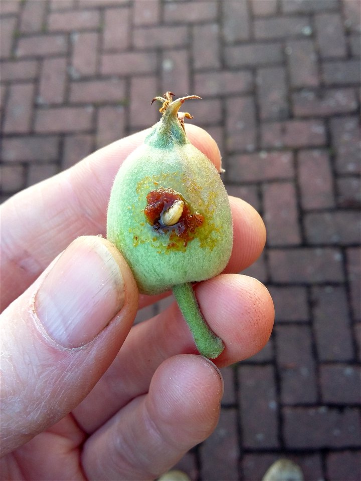 Larve des Apfelwicklers beim Eintritt in einen neuen Apfel