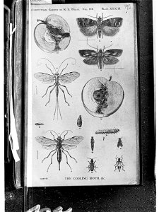 The Codling Moth - page from the Agricultural Gazette of New South Wales showing the codling moth