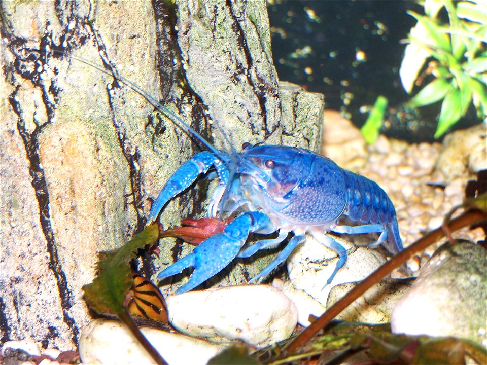 Blauer Floridakrebs