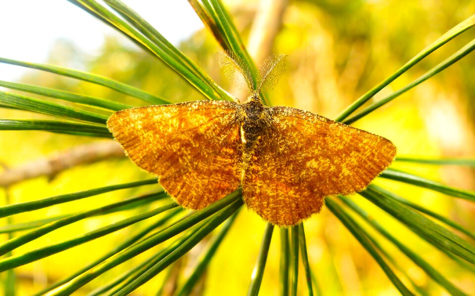 Butterfly night mols animals
