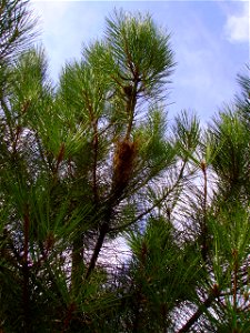 A Thaumatopoea Pityocampa nest in Mercatale Valdarno (Tuscany) photo