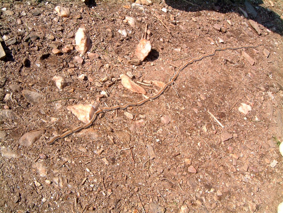 Processionary caterpillars on Mont Caroux in Herault, Southern France