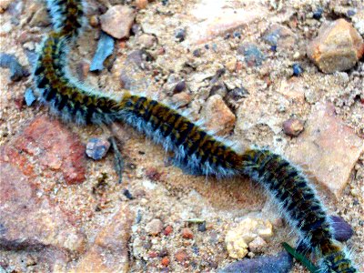 Thaumetopoea pityocampa larvae in Dehesa Boyal de Puertollano, Spain photo