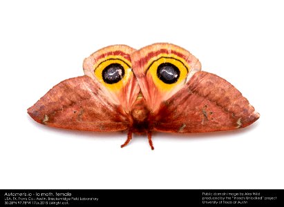 When disturbed, a female Io moth exposes the eyespots on her hind wings. Austin, Texas, USA.

Produced as part of the "Insects Unlocked" project at the University of Texas at Austin.