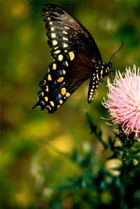 Image title: Macro butterfly insect picture Image from Public domain images website, http://www.public-domain-image.com/full-image/fauna-animals-public-domain-images-pictures/insects-and-bugs-public-d photo