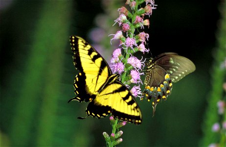 Image title: Tiger swallowtail on dense blazingstar flower
Image from Public domain images website, http://www.public-domain-image.com/full-image/fauna-animals-public-domain-images-pictures/insects-an