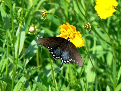 Image title: Spicebush swallowtail butterfly papilio troilus on flower
Image from Public domain images website, http://www.public-domain-image.com/full-image/fauna-animals-public-domain-images-picture